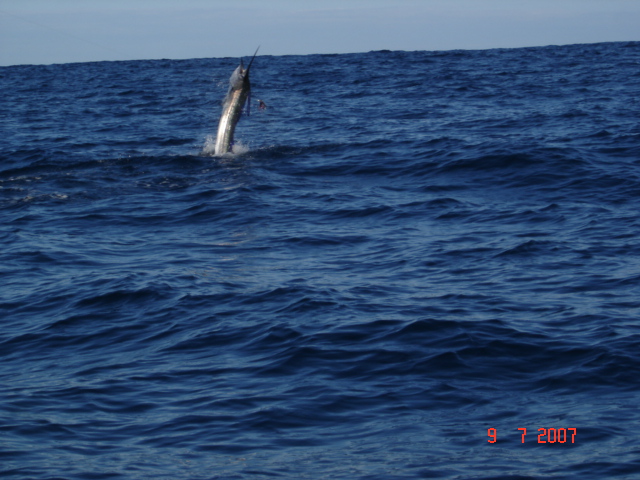 Sailfish Jump Shot